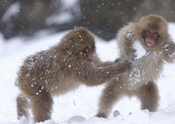 Snow monkeys by Masashi Mochida