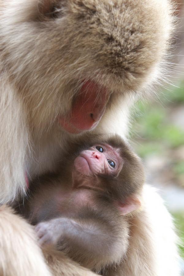 Snow monkeys by Masashi Mochida
