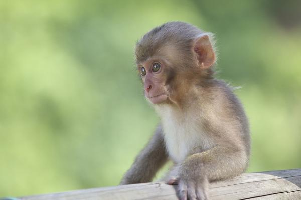 Snow monkeys by Masashi Mochida
