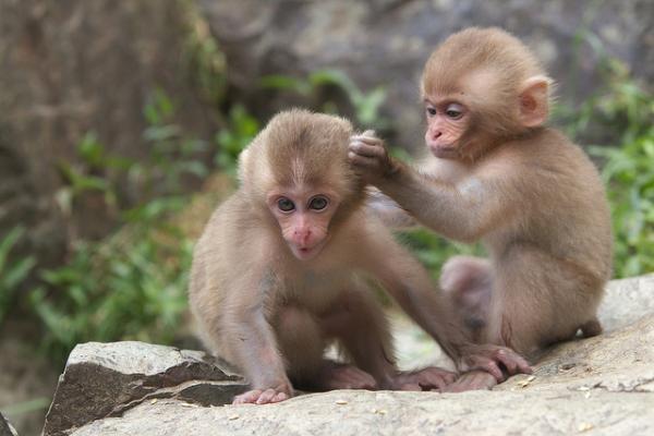 Snow monkeys by Masashi Mochida