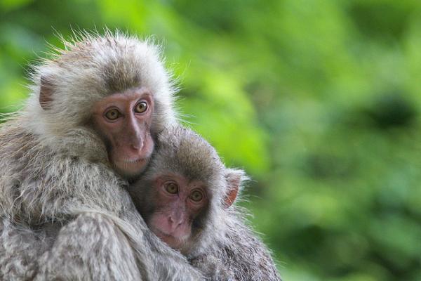 Snow monkeys by Masashi Mochida