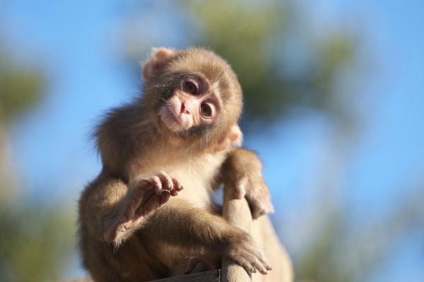 Snow monkeys by Masashi Mochida