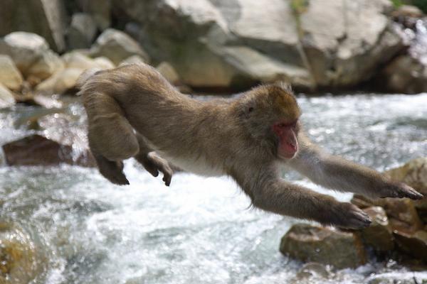 Snow monkeys by Masashi Mochida