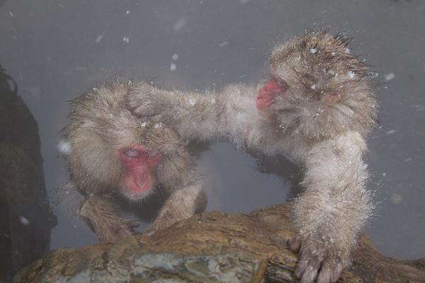 Snow monkeys by Masashi Mochida