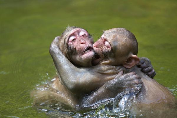 Snow monkeys by Masashi Mochida