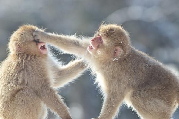 Snow monkeys by Masashi Mochida