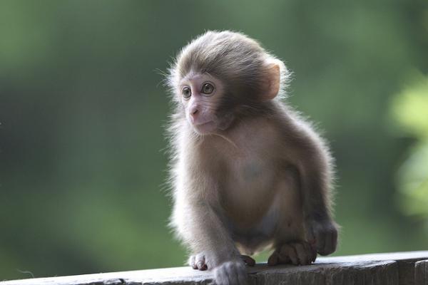 Snow monkeys by Masashi Mochida