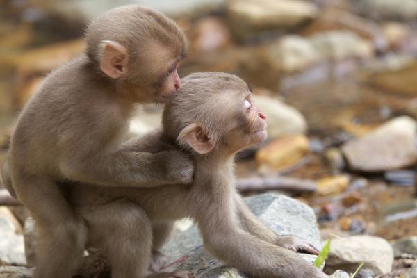 Snow monkeys by Masashi Mochida