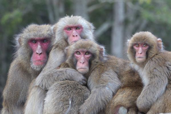 Snow monkeys by Masashi Mochida