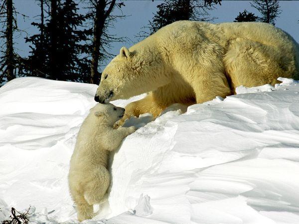 polarbears600_450 15 Cute Baby Animals Photography