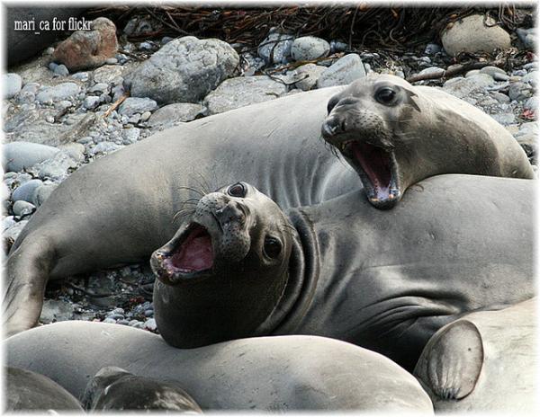 young_elephantseals600_464 15 Cute Baby Animals Photography