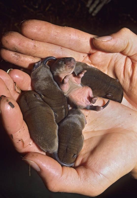 water vole reintroduction556_800 15 Cute Baby Animals Photography