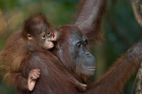 orang_young_on_back_nose600_397 15 Cute Baby Animals Photography