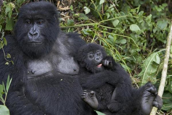 mother_resting_with_baby_gorm600_400 15 Cute Baby Animals Photography