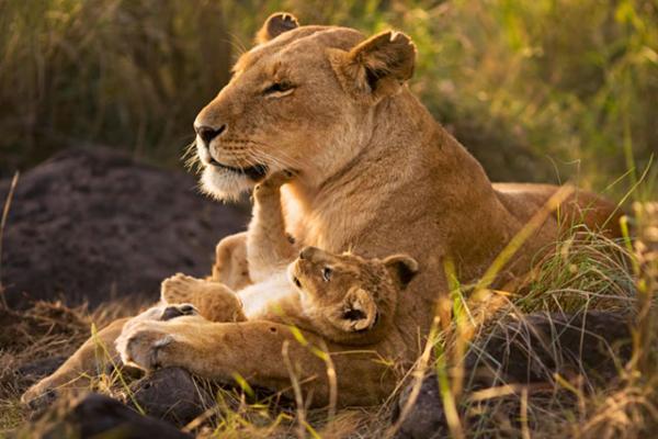 lion_mother_and_cub600_400 15 Cute Baby Animals Photography