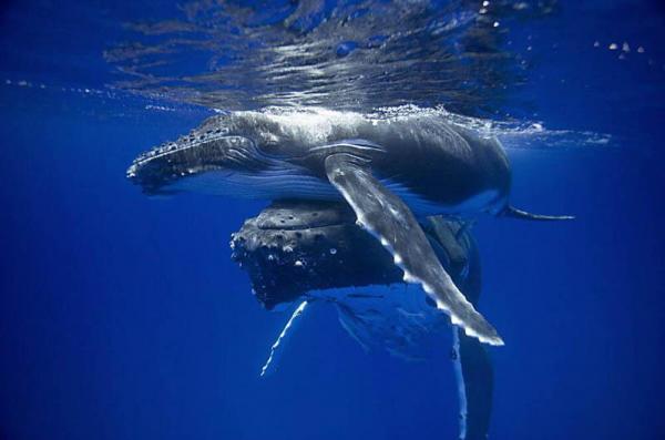humpback_whale_pushing_her_calf_to_the_surface600_397 15 Cute Baby Animals Photography