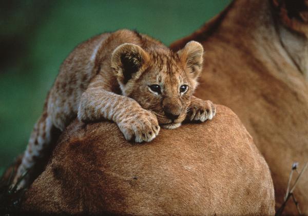from_cradle_to_grave_03600_421 15 Cute Baby Animals Photography