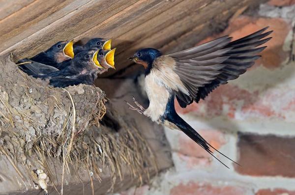 barn_swallow_at_nest600_397 15 Cute Baby Animals Photography