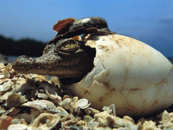 babyamericancrocodile600_450 15 Cute Baby Animals Photography