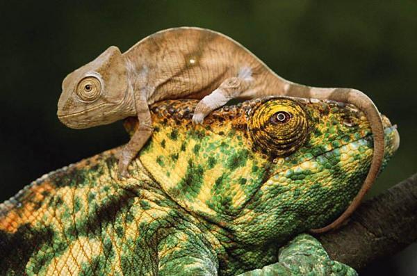 a_young_parson's_chameleon_perches_atop_its_mother'_head,_madagascar600_397 15 Cute Baby Animals Photography