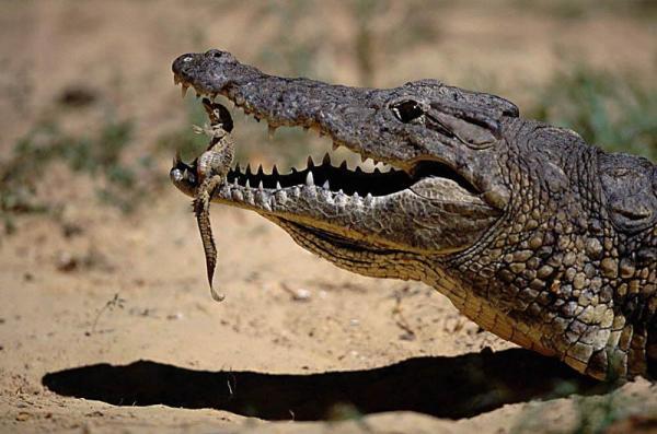 a_nile_crocodile_gently_carries_its_newly_hatched_young_in_its_mouth600_397 15 Cute Baby Animals Photography