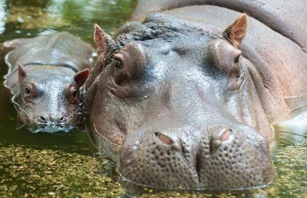 a_15dayold_baby_african_hippopotamus_with_her_mother_is_seen_at_the_delhi_zoo,_sander_nacar,_south_delhi600_387 15 Cute Baby Animals Photography