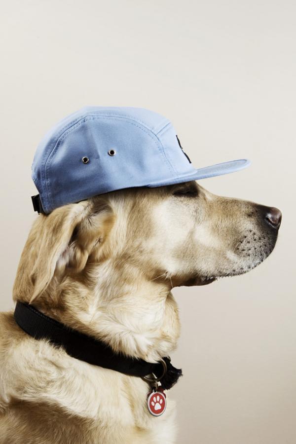 Dogs with caps