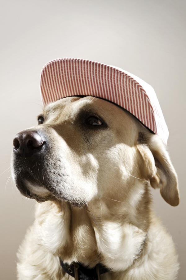 Dogs with caps