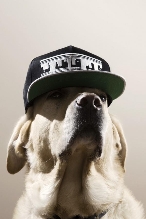 Dogs with caps