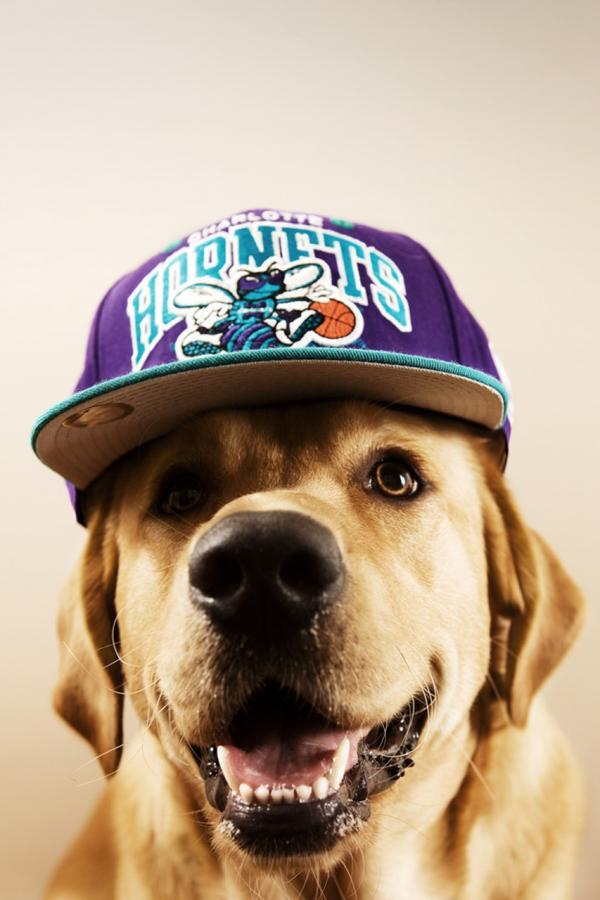 Dogs with caps