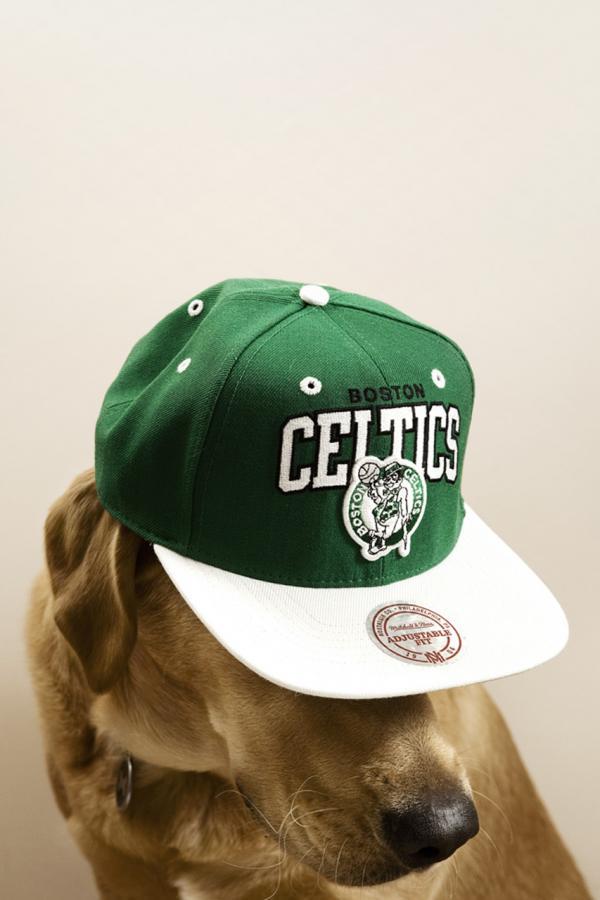 Dogs with caps