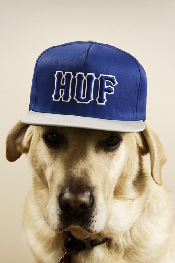 Dogs with caps