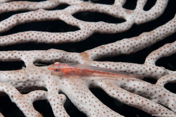 Macro Photography by Alexander Safonov