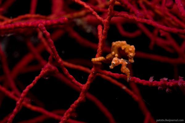 Macro Photography by Alexander Safonov
