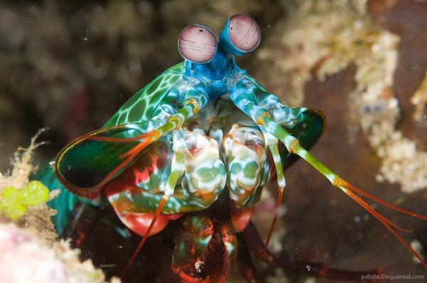 Macro Photography by Alexander Safonov