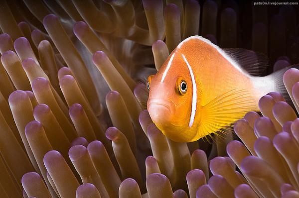 Macro Photography by Alexander Safonov
