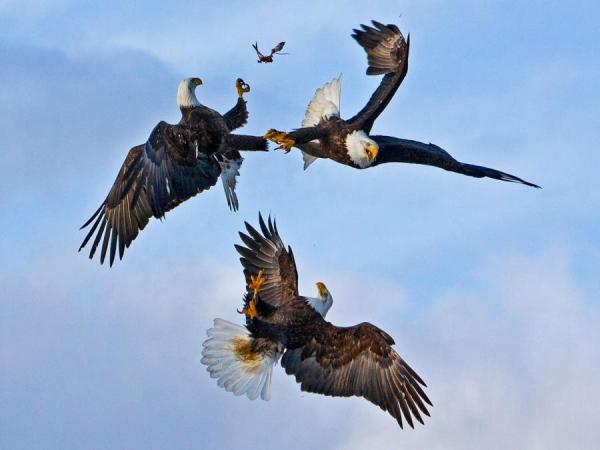 15 Absolutely Incredible Bird Photographs