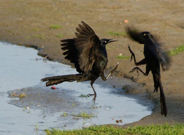 15 Absolutely Incredible Bird Photographs