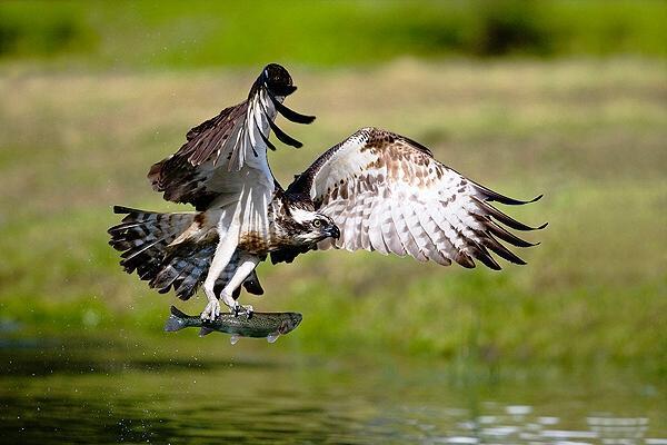 15 Absolutely Incredible Bird Photographs