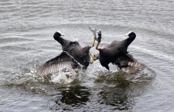 15 Absolutely Incredible Bird Photographs