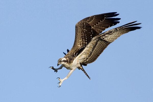 15 Absolutely Incredible Bird Photographs