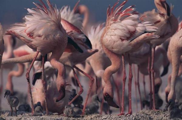 15 Absolutely Incredible Bird Photographs