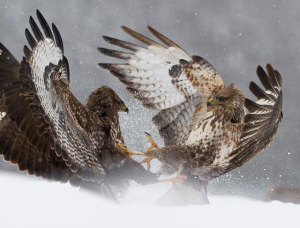 15 Absolutely Incredible Bird Photographs