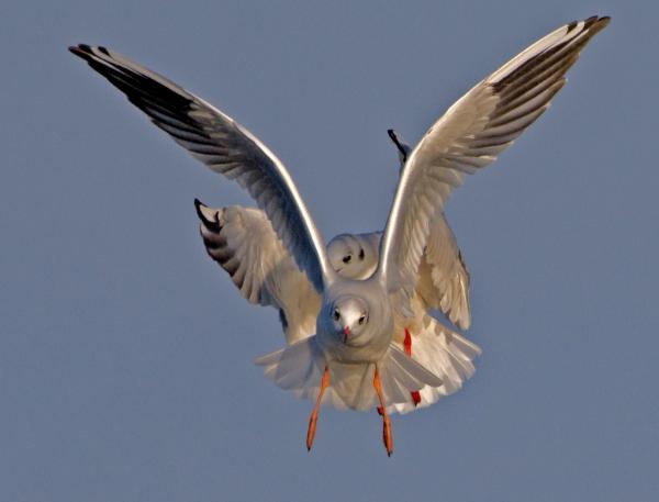 15 Absolutely Incredible Bird Photographs