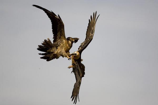 15 Absolutely Incredible Bird Photographs