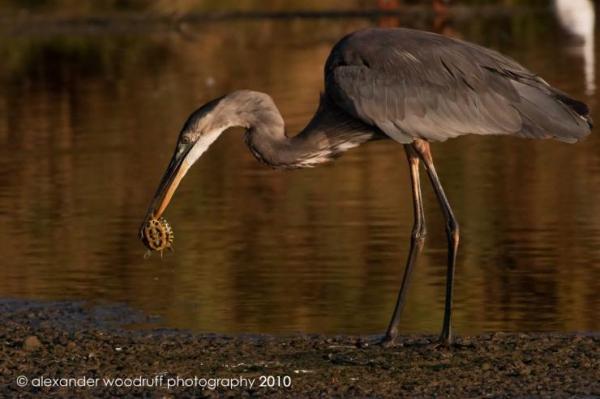 15 Absolutely Incredible Bird Photographs