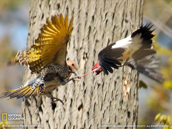 15 Absolutely Incredible Bird Photographs