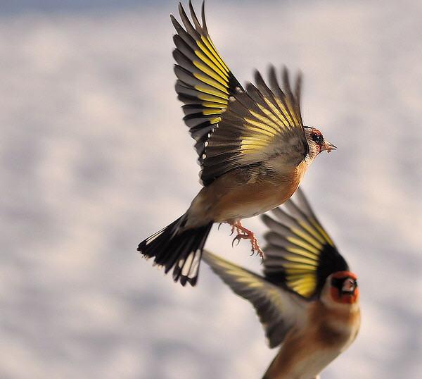 15 Absolutely Incredible Bird Photographs