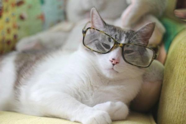 Cute Cats Wearing Glasses