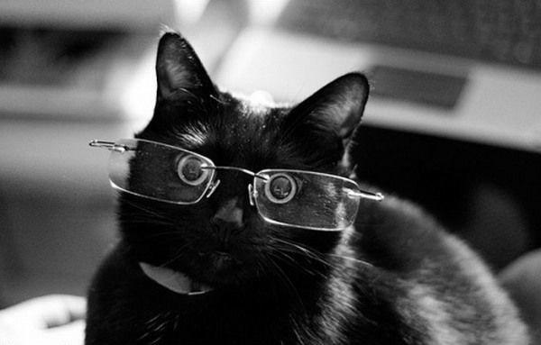 Cute Cats Wearing Glasses
